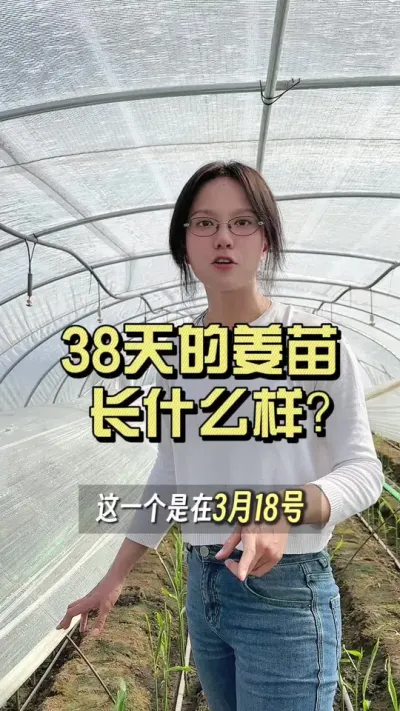 38天的姜苗应该长的什么样？#新农人计划2025 #抖音助农扶农 #大姜种植 #乡村生活家 #来抖音学农技