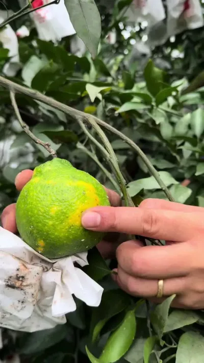 �����ǳ������û��#��ũ #����ݪֲ #���ٽ�ǳ�