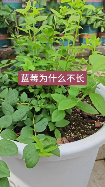 蓝莓苗的栽种方法，蓝莓苗怎么种，新手怎么种蓝莓苗#蓝莓种植 #蓝莓苗 #盆栽蓝莓 #蓝莓种植技术 #盆栽蓝莓苗