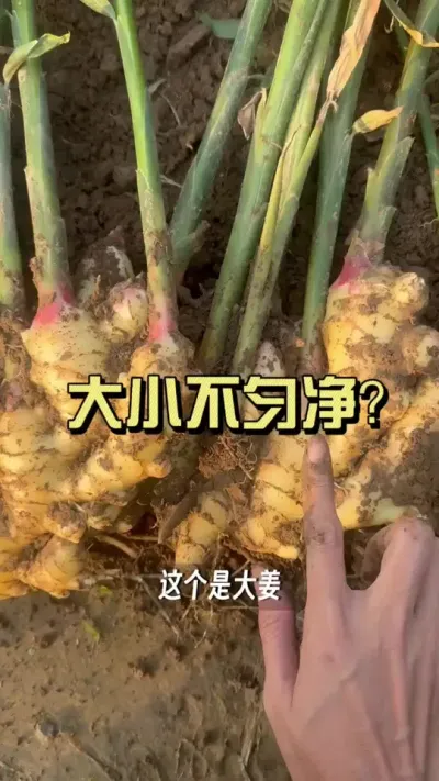 �����Ľ��Ⱦ������ǲ���Ҳ������������&hellip;&hellip;#��ũ������2025 #������ѧũ�� #�����ػ��� #��ݪֲ