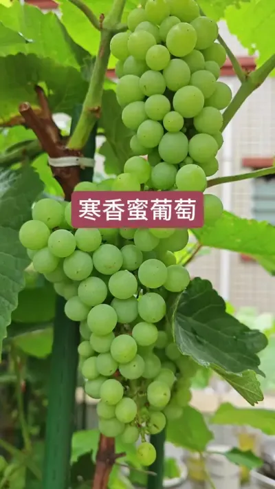 新手种什么葡萄好，新手种葡萄，寒香蜜葡萄#葡萄种植 #寒香蜜 #盆栽葡萄 #葡萄苗 #葡萄种植技术