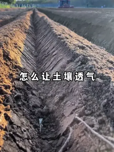 �������ȷʵ��������ݪֲ��ͷ�۵�������Ҫ���վɵ�������&ldquo;��&rdquo;�������ṹ��������Ȼ��͸������#����͸�� #�������� #��ֳ�� #ũҵݪֲ #�л���