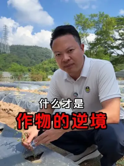 ʲô��������澳�� �������Ĵ��澳1.���¸�ʪ��2.������ա�3.�ʺ�ҩ����4.����в��#������Ҷ��� #�ٻ����� #������� #����Ӫ�� #ҩ��