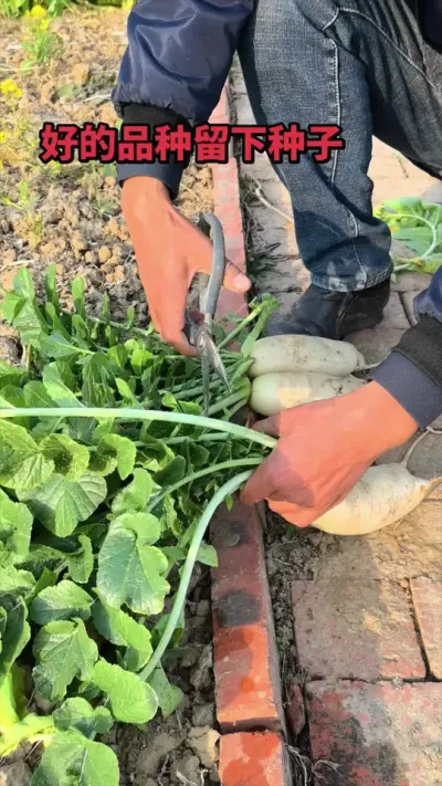 ���ܲ�����Ҫ�� ������Ƶ�ܲ�������������������������������һ����������Ҫ�켰ȫ����#ݪֲС����