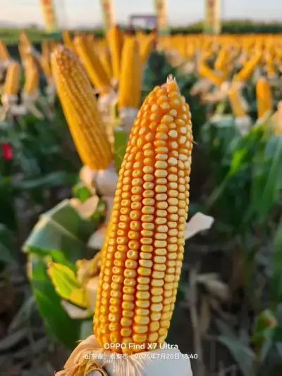 �й�̩�����׶����� ���� 698����������������������ֳ������� 698 ��̩��������#��ũ #������ũ #�߲��������� #����698