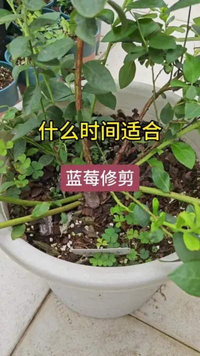 没什么时候适合修剪，夏天高温天气可以对蓝莓进行重剪吗，蓝莓的修剪方法#蓝莓修剪 #蓝莓养护 #蓝莓种植 #蓝莓种植技术 #蓝莓苗