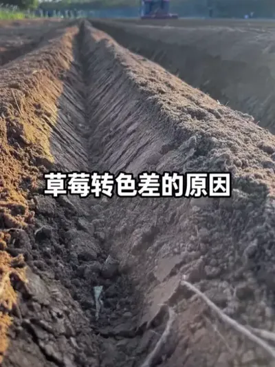 ��ݮ���˵ĺ�ɫ����Ҫ���Ի����յĻ�������Ҫ��ݮ����ȡ����͸���ôӹ⡢�¡��ʡ����ĸ�����ϵͳ�����ȱһ����#��ݮݪֲ #��ݮתɫ #ũҵݪֲ #�������� #ݪֲ��