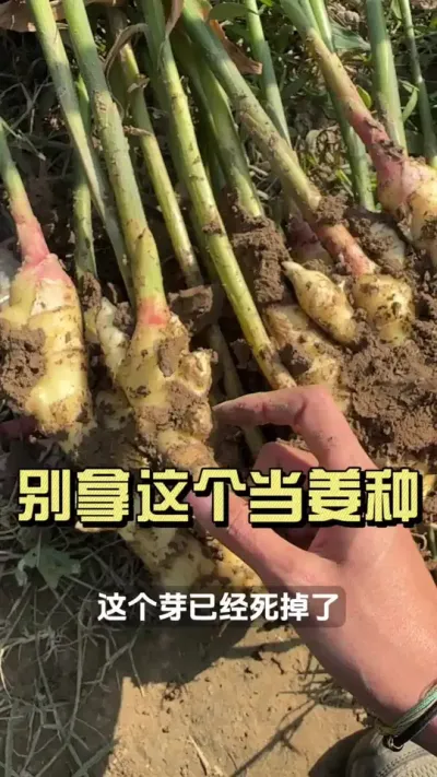 �����������������&hellip;&hellip;#��ũ������2025 #������ѧũ�� #�����ػ��� #��ݪֲ #����