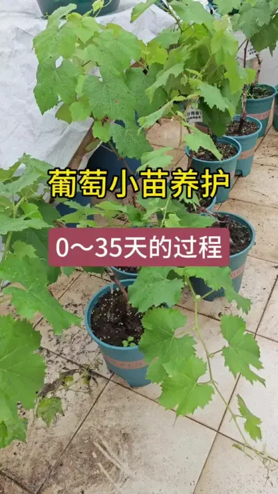 葡萄小苗的种植过程，怎么种植葡萄苗，葡萄小苗的养护方法#葡萄种植 #葡萄种植技术 #盆栽葡萄 #葡萄苗 #盆栽葡萄苗
