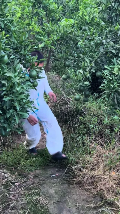 �������������Ҫ���Լ�������Ƶͬ��������ʽ 175#��ũ #����� #��ũ #ǿ���Ƽ�