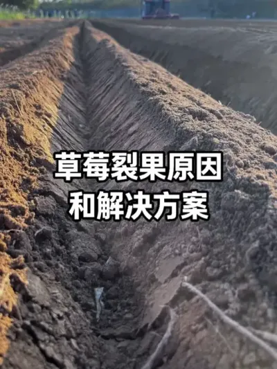 �ֲ�ݮ���Ǳ������ӻ�Ҫ����&ldquo;�Բ���&rdquo;�ͽ�����������Ҫ��ĳ��˲��&ldquo;�Գ���&rdquo;������Ӫ����ƽ���������ѹ�#��ݮݪֲ #�ѹ� #ũҵݪֲ #ݪֲ�� #��������