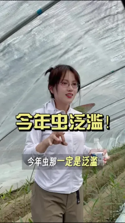 今年虫必然是很难打，一定要做到这3点！#新农人计划2025 #来抖音学农技 #乡村生活家 #生姜种植