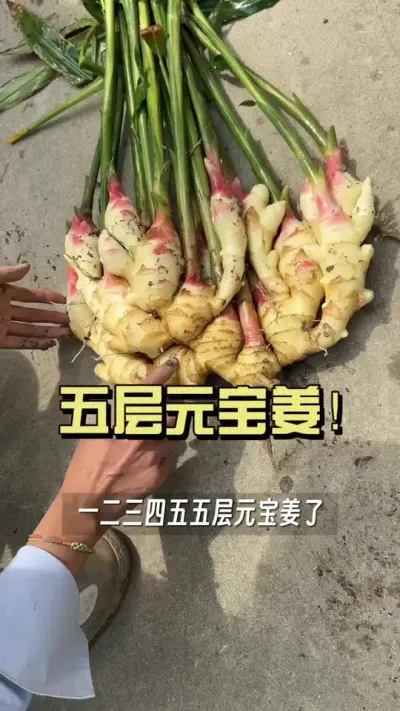 9��13�մ����ײͿͻ�����ε�����������5��ѿ��û���������ǵ�������ڽ���Щ�ѿ�&hellip;#��ũ������2025 #������ѧũ�� #�����ػ��� #��ݪֲ #�ѿ�