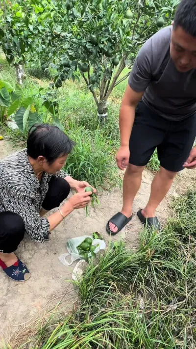 ����Ľ��Ҫ��������#��ũݪֲ #��԰���� #����ݪֲ #��ǳ�