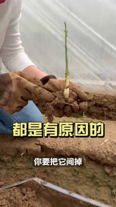苗子打&ldquo;7&rdquo;勾，冲水能冲开吗？#新农人计划2025 #抖音助农扶农 #大姜种植 #乡村生活家 #来抖音学农技