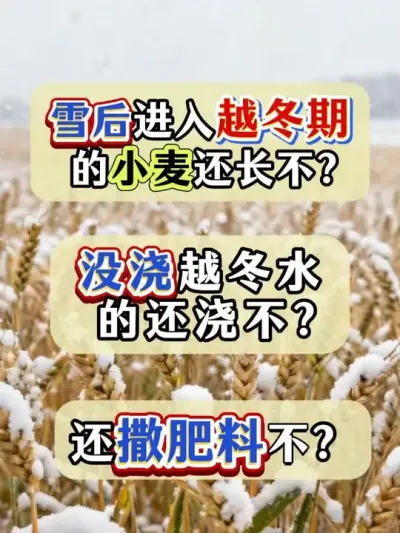 ũ���˱ؿ���ѩ��С��Խ��ָ�ϣ�#ũ�ʷ��� #С�� #��ѩ #���� #ũҵ