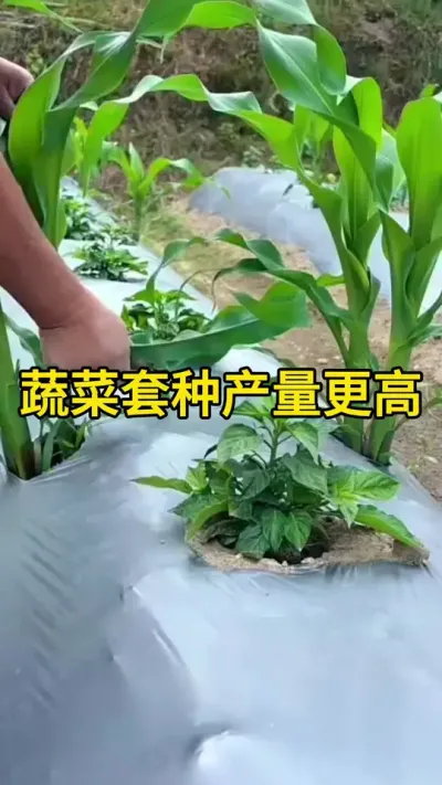 #��ũ #ũҵݪֲ #��ũ������ #ݪֲС���� #����