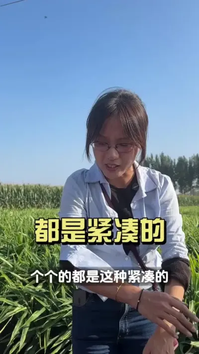 ����������ɽ�ͻ��󲿷ֶ���4�������������γ�����ϴ��4.6-5.1��Ĵ����������ֲ��ҽ�˿����ɫ���������ֽ����Դ������#��ũ������2025 #������ѧũ�� #�����ػ��� #��ݪֲ