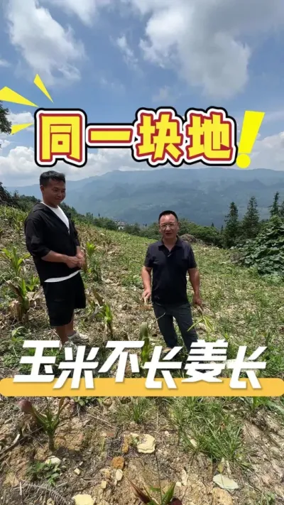 ͳһ�����Ϊʲô�����ֲ�����������ȴ���úܺ���Ե��ԭ����ʵ�����ֵļƻ��в����#����ݪֲ#����ݪֲ#ũҵ�����ƹ�#��ũ