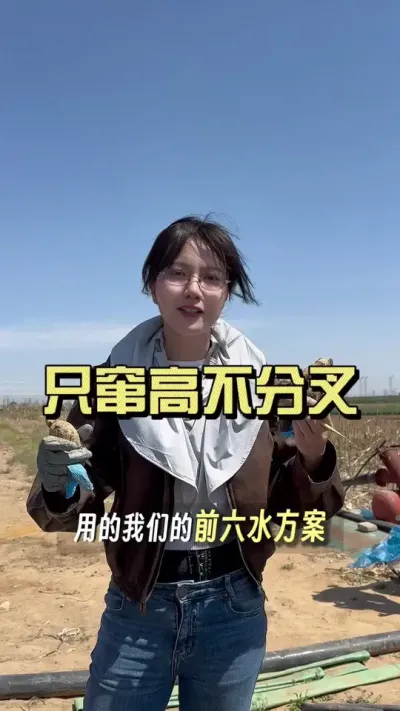 姜苗子只窜高不分叉！#新农人计划2025 #抖音助农扶农 #乡村生活家 #来抖音学农技 #大姜种植