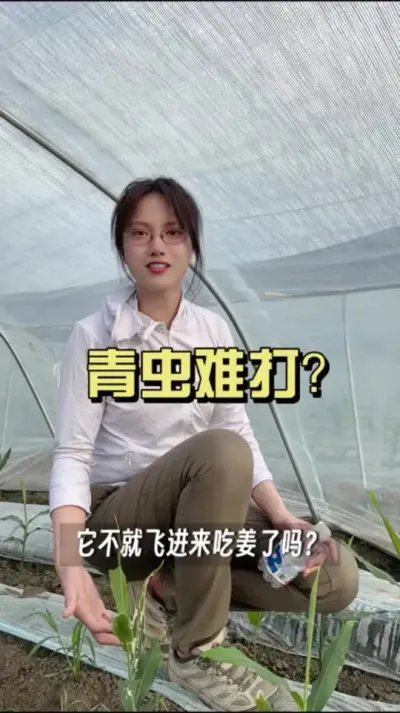 今年的青虫发生的格外早，应该怎么打住呢？#新农人计划2025 #来抖音学农技 #生姜种植 #乡村生活家 #抖音助农扶农