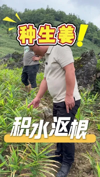 ����Ľ������ˮ������Ҷ�ӷ�����һ��Ҫ�жϺ��ǽ����վɾ�������̿�Ҳ����Ա��ں������óͷ���#����ݪֲ#ũҵ�����ƹ�#ũҵݪֲ#��ũ