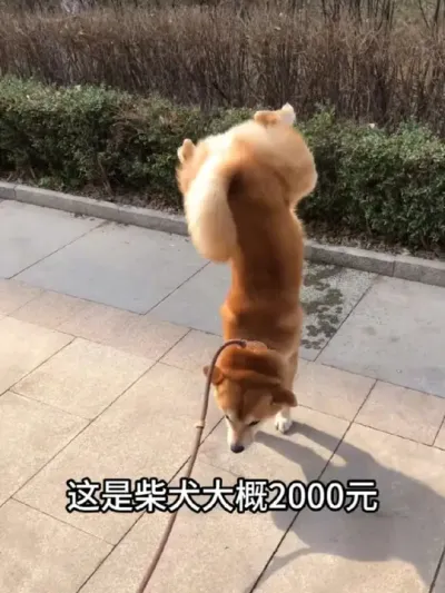 ��������15�ֹ�������Ϥ�ļ��֣�#��������������ʵ����٭ #��Ȯ #����