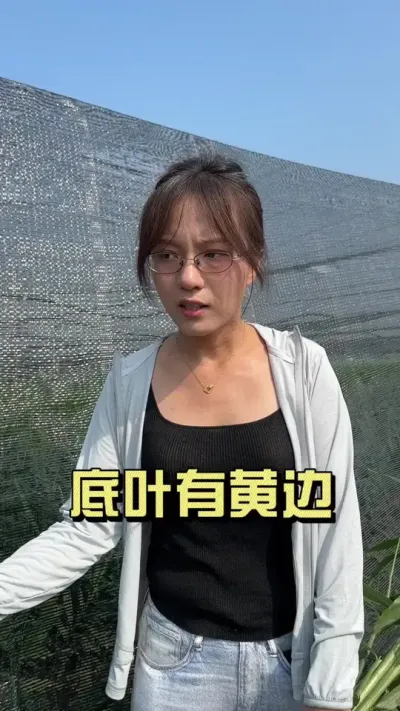 �󽪷����Ҷ�Ʊߵ�����Ե��ԭ��Ϣ����������#��ũ������2025 #������ѧũ�� #�����ػ��� #��ݪֲ