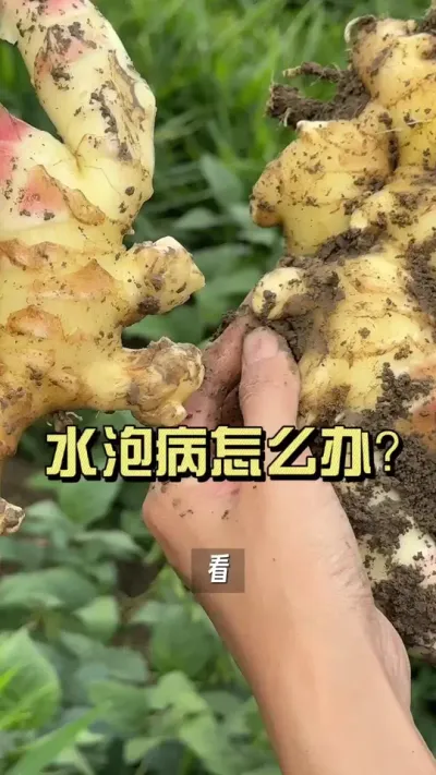 ��Ҫ����Щ��ȥ��Ⱦ��ĺý���#��ũ������2025 #������ѧũ�� #�����ػ��� #��ݪֲ #ˮ�ݲ�