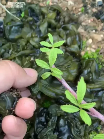 ����ʮһ�ֲ���ֲ����������Թ�����#ֲ����� #�Ի������� #ɽ��