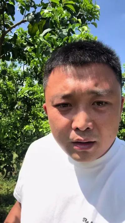 爱媛掉果把你整神没有#柑橘 #柑橘种植 #果树管理