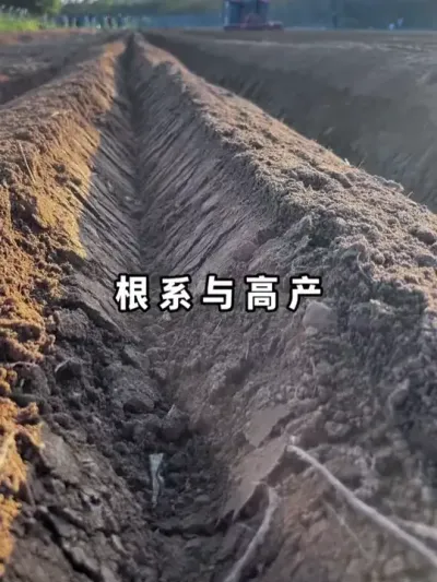 ��������������Ĺ��Ż��ӵ��� #�������� #�������� #����׳�� #ũҵݪֲ #��ũݪֲ