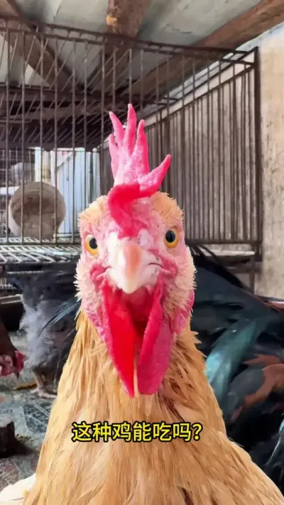 ������Ϥ16�ֲ��ļ�����������Ϥ���֣�#�� #������ #���� #Ұ�� #����������