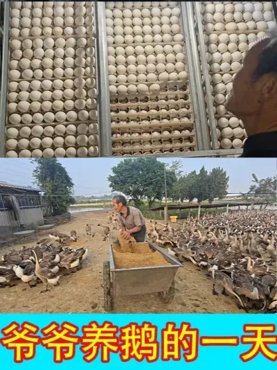 ������ĺ�׬Ǯ����ʵ��¼үү��һ�� #��Ц #үү #�� #һ��ƽ�� #��ũ