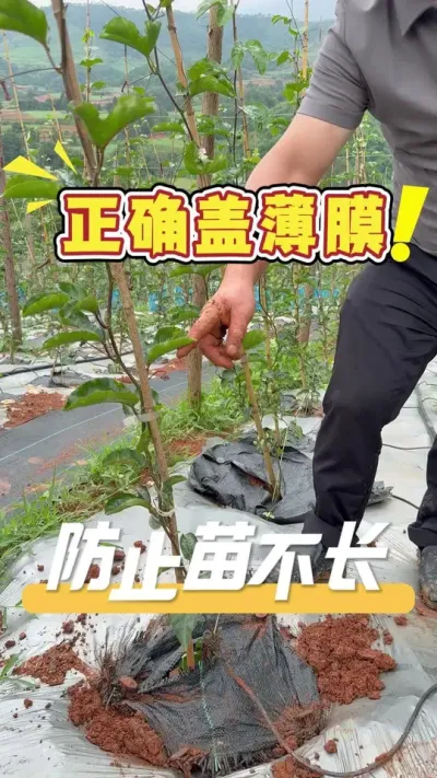 ������������ϵ���粻�������Ǹ�ϵ����������׼ȷʹ�ñ�Ĥ���Ż������ϵ���������������������#ũҵ�����ƹ�#ũҵݪֲ#ݪֲС����#��ũ