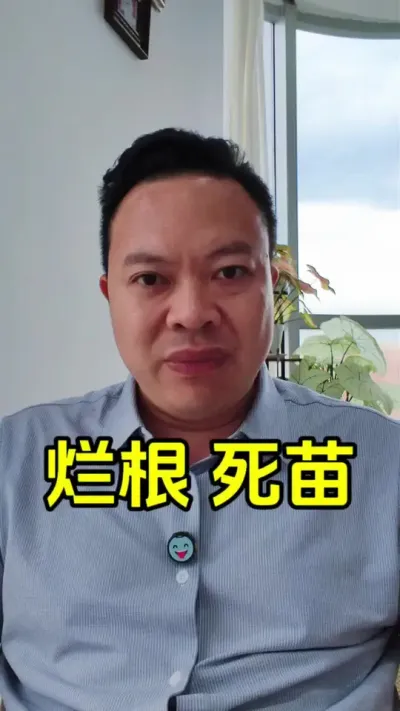 死苗烂棵，根系土传病害，如果你不了解它发生的原理，你就很难找到真正解决的方法。#土壤 #死苗烂根 #土传病害 #根腐病