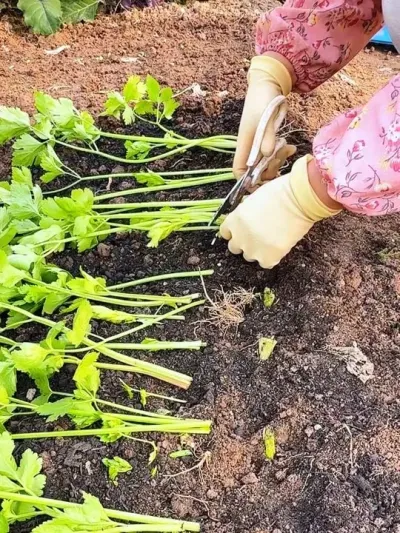 ���ٳ����۲˵����� #��¼ũ������ʵ������ �������۲˸���������ȥʩ����ʽ�͸ˮ�����Ϲ��ﱣů�ܿ�Ϳ��Զ��β���#�ҵ���԰���� #ԭ����Ʒ #�ҵ�ũ������ #�ҵ���������