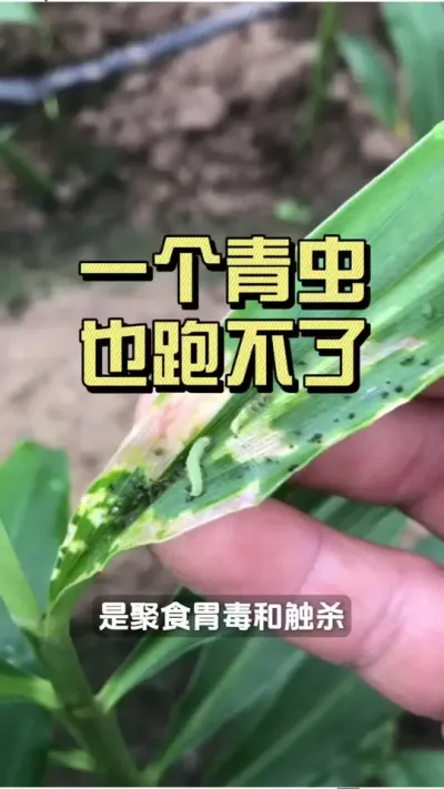 ������������һ��Ҳ�ܲ��ˣ�#��ũ������2025 #������ѧũ�� #�����ػ��� #��ݪֲ #���