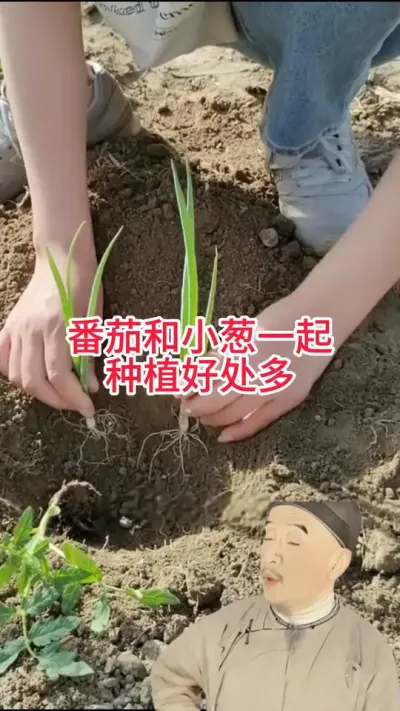 С�кͷ��� #ݪֲС���� #С�� #���� #��ũݪֲ #AI