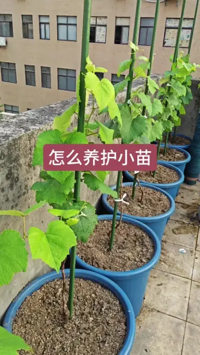 葡萄小苗怎么养护，葡萄的种植方法，葡萄怎么施肥浇水 #葡萄种植 #葡萄苗 #盆栽葡萄 #葡萄施肥 #葡萄浇水
