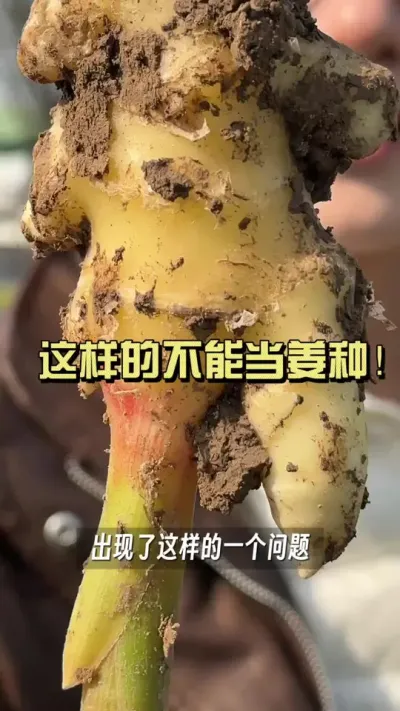 ���ﷺ��������εľ��Բ��ɵ����֣�#��ũ������2025 #������ѧũ�� #�����ػ��� #��ݪֲ