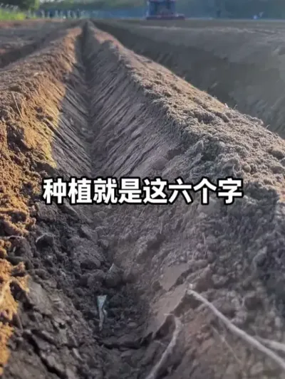 ũҵݪֲ˵�������������ֵĹ�ϵ������Ҷ�����������ʡ�ˮ�������������֮���&ldquo;������Ӧ&rdquo;����ȷ���ֵؾ�������������·#ũҵݪֲ #�������� #�������� #�л��� #ˮ�ʹ���