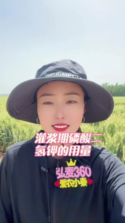 灌浆期磷酸二氢钾用量 再好的肥也不可贪多，贪多必出反效果，还请各位慎重使用！弘麦360是一个标准高产型的小麦品种，抗倒高产！#三农 #抖音助农 #抖音助农扶农 #农业知识分享 #弘麦360