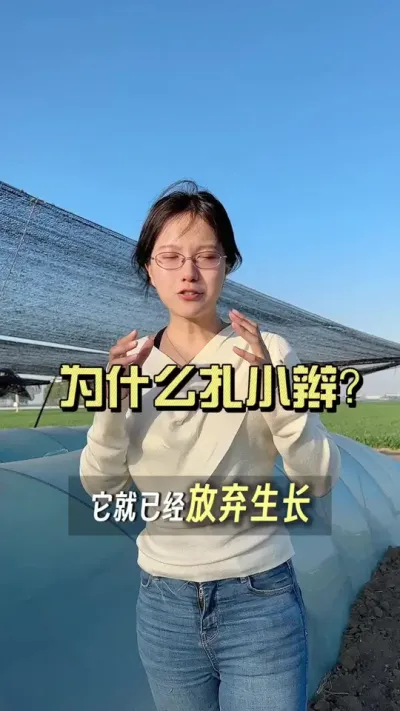 姜为什么扎小辫？#新农人计划2025 #抖音助农扶农 #大姜种植 #乡村生活家 #来抖音学农技