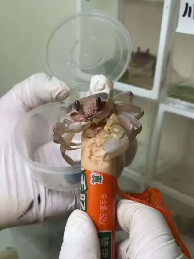 ����ʮһ�ֲ��Ʒ�ֵ��з���������������#���� #�з #ʯз #����֪ʶ