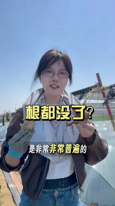 如果你的姜也没有根，就赶紧这样处理下！#新农人计划2025 #抖音助农扶农 #乡村生活家 #来抖音学农技 #大姜种植