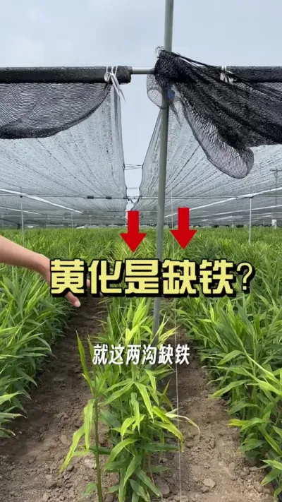 �󽪻ƻ��������α겻�α��ģ�#��ũ������2025 #������ѧũ�� #�����ػ��� #��ݪֲ #�ƻ�