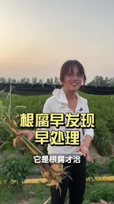 �緢���紦�óͷ����Ѹ����Դ���ɵ�Ӱ�콵������#��ũ������2025 #������ѧũ�� #�����ػ��� #��ݪֲ #����