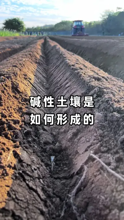 �������Ƿ����硢��С�硢��Ҷ�硢����������������ֵ���Ƭ�غܿ����Ǽ��Ե�#�������� #�������� #�����޸� #ũҵݪֲ #�������ջ�