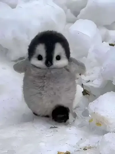 ���������ϼ������������Ҫ����#��Ȼ�綯�� #����Ұ������#���